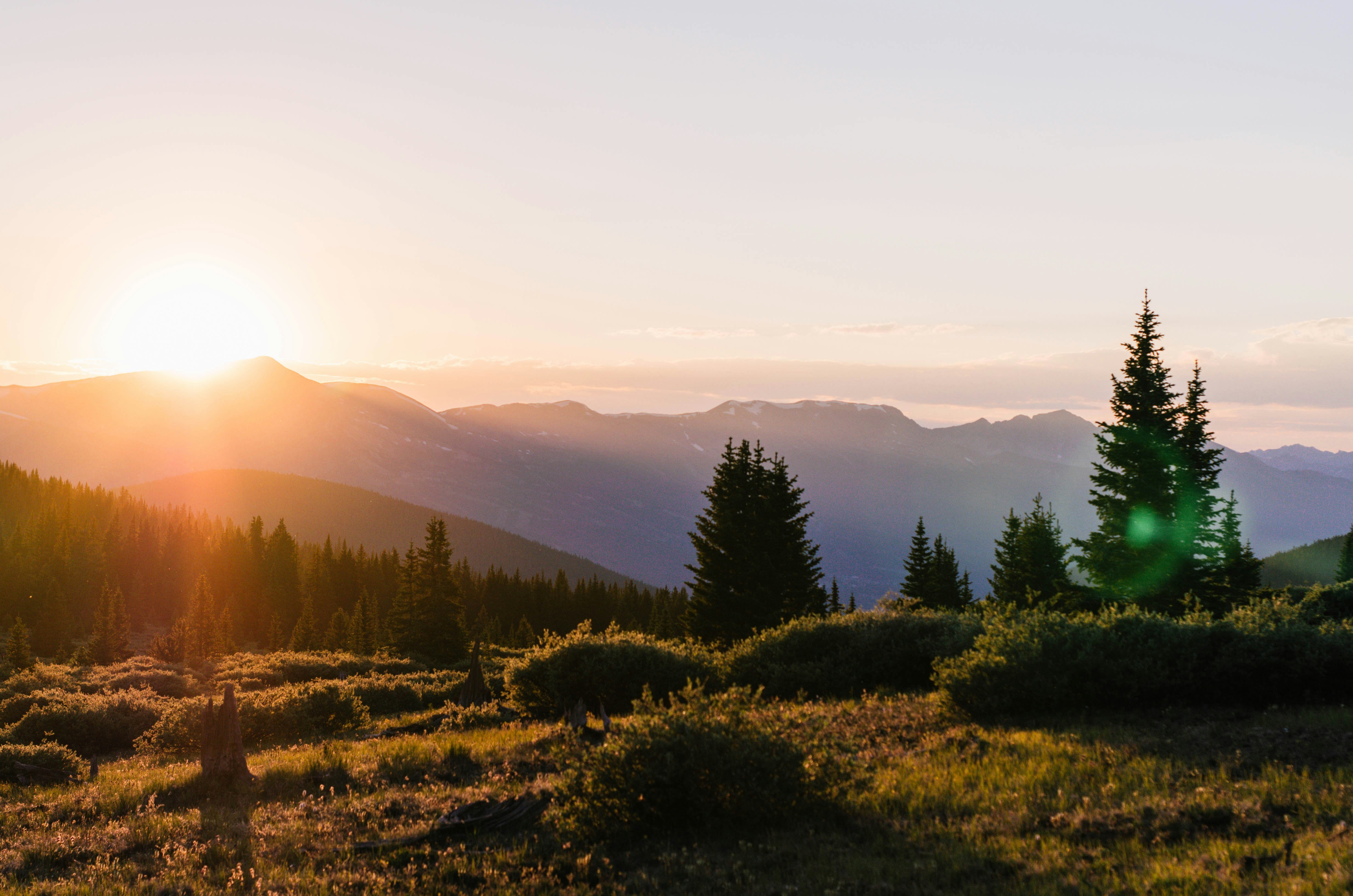 trees during sunset